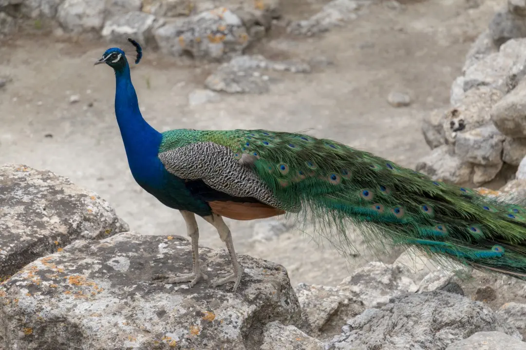 Peacock in the ruins of Knossos Palace