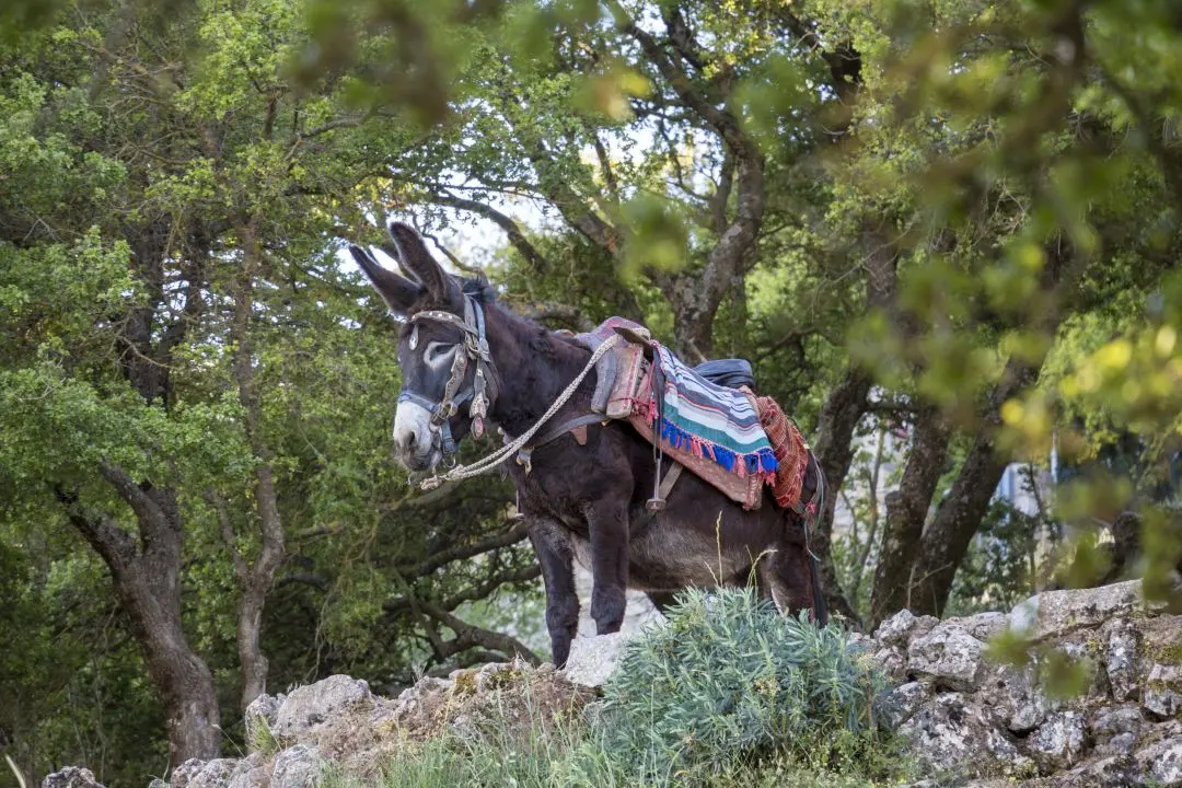 donkey lassithi plateau