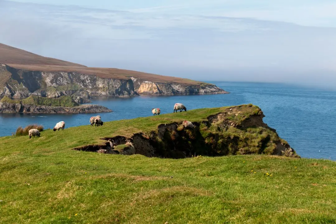 cleggan cliffs sheep graze grass summit
