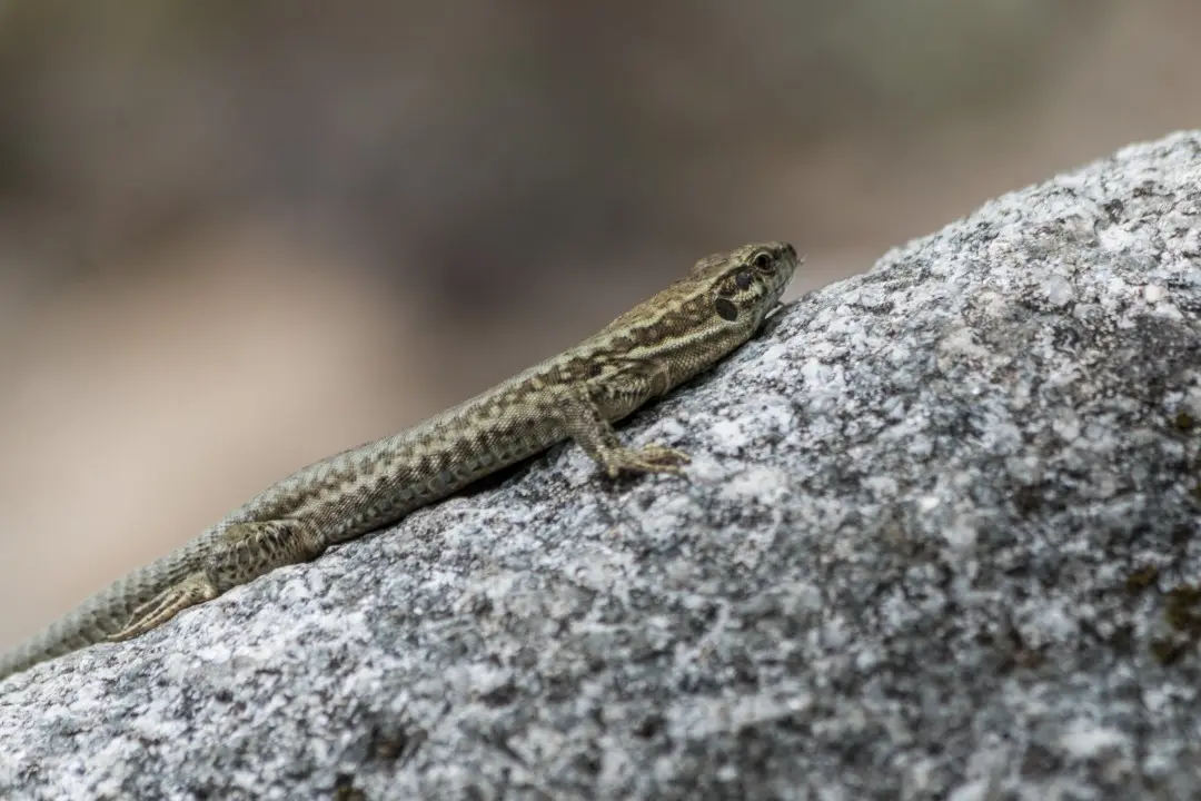 rock lizard near bockloch waterfall