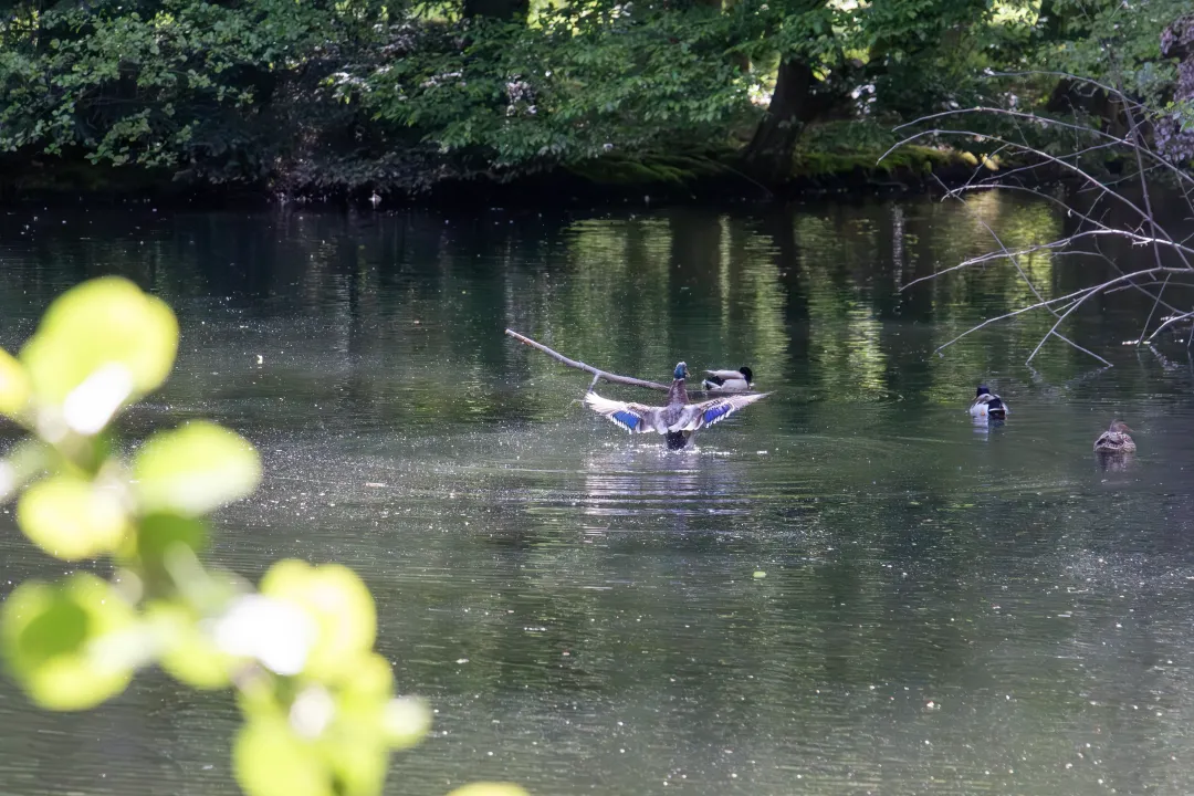 A mallard grooms itself in a pond in Schoppenwihr park