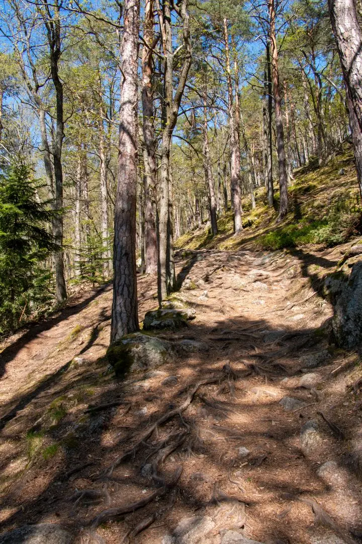 walking trail forest ramstein ortenbourg