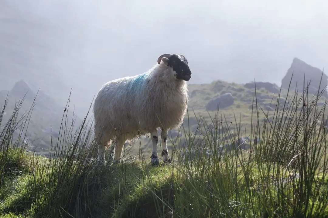 ireland sheep holidays