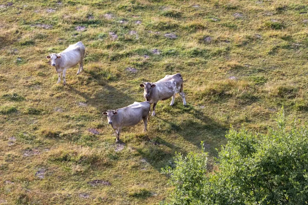 Cows are watching us