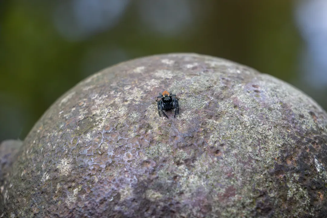 A jumping spider greets every visitor from its rock in Schoppenwihr park.