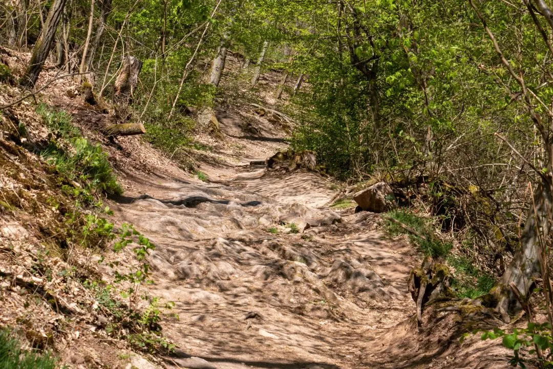 walking trail forest ramstein ortenbourg