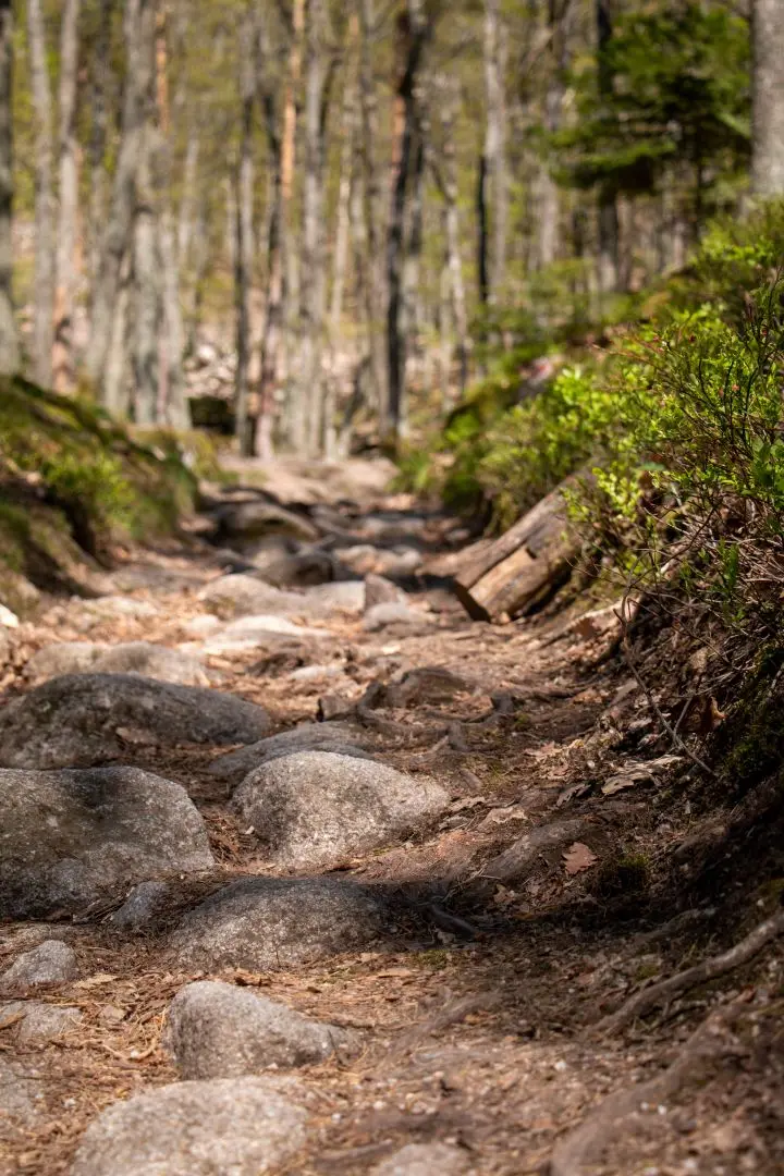 walk rocks path forest ramstein ortenbourg