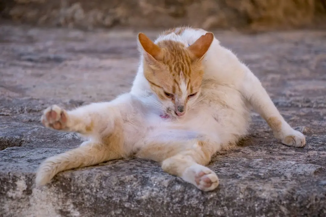 Red cat in the city of Rethymnon