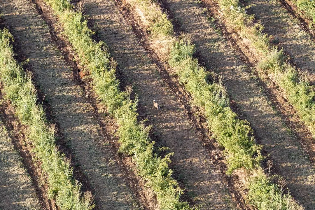 A hare runs away in a field