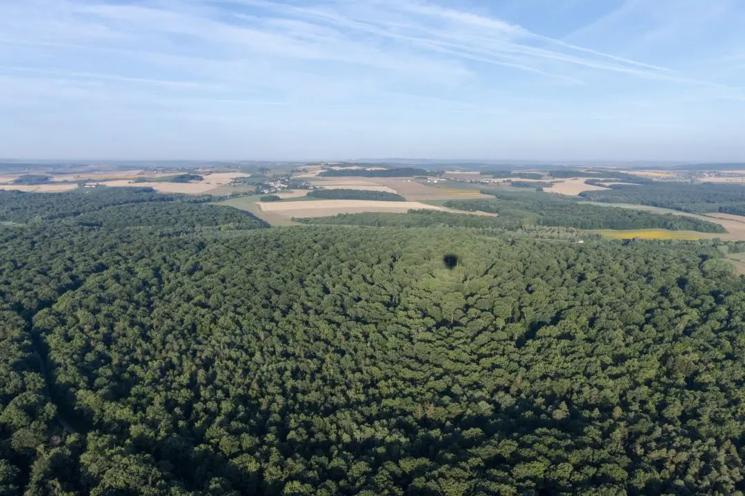 A forest with the shadow of the balloon