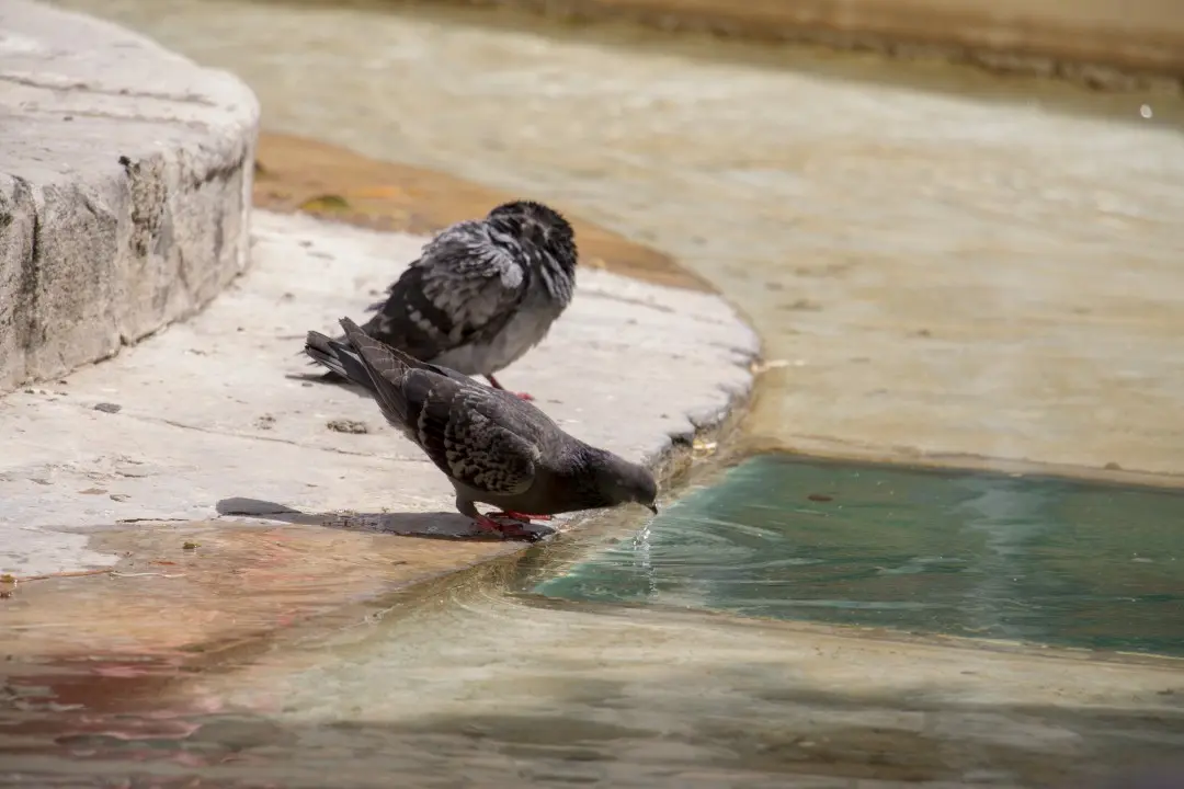 Pigeons on the lion's fountain