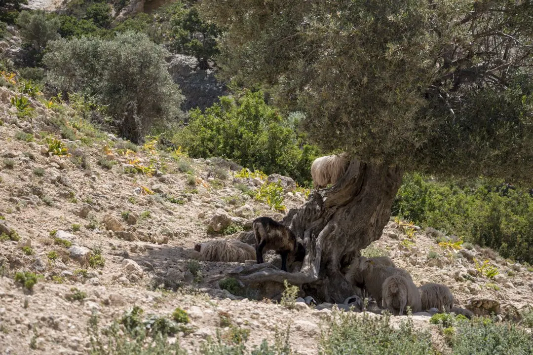 A goat along the path to the beach