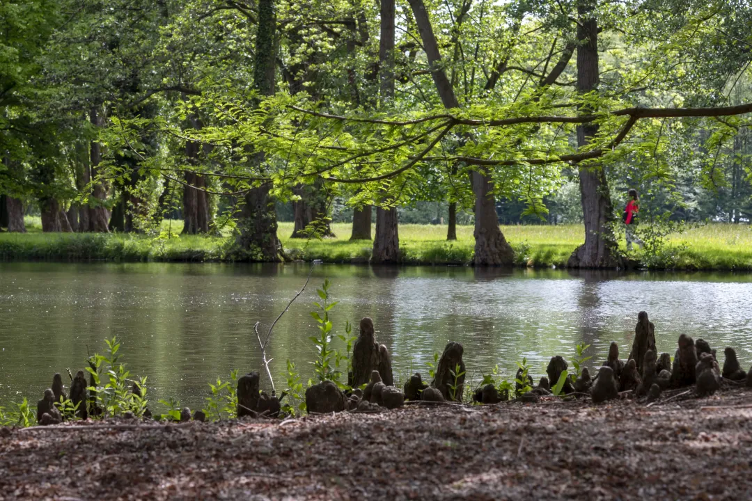 The roots of the Taxodium d'Europe line the pond in Schoppenwihr park