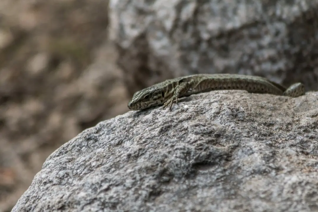 rock lizard near bockloch waterfall