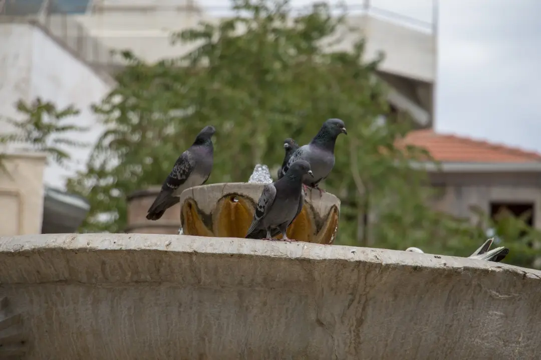 Pigeons on the lion's fountain