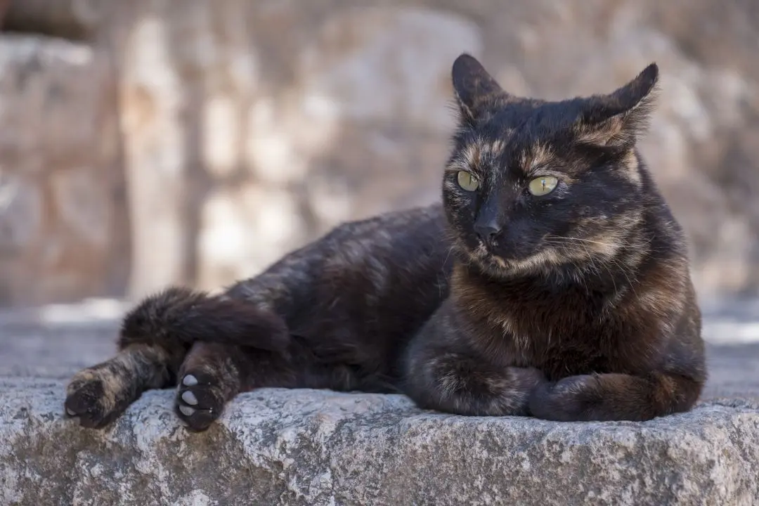 Black cat in the city of Rethymnon