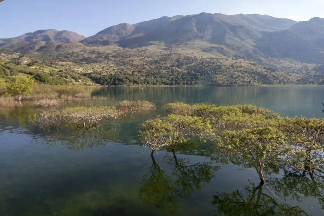 Trees in the water Lake Kournas