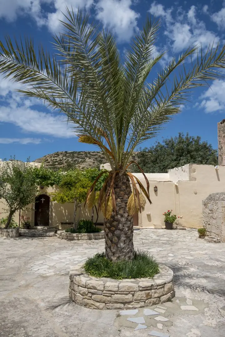 A palm tree in the monastery courtyard