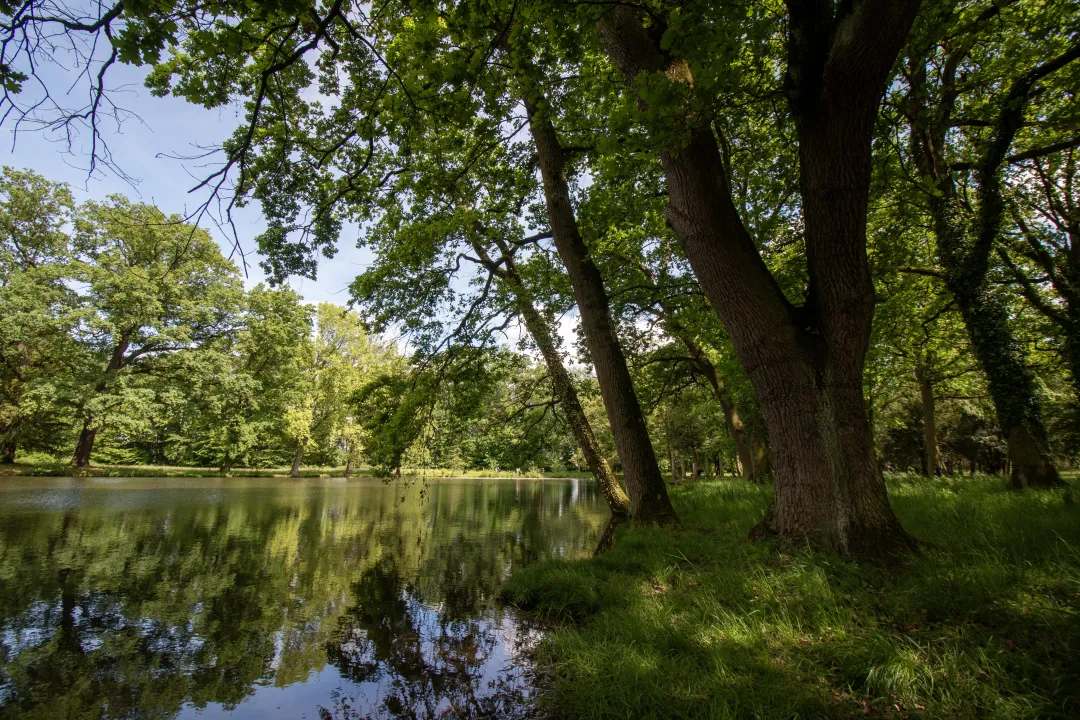 Trees overlook the ponds in Schoppenwihr park