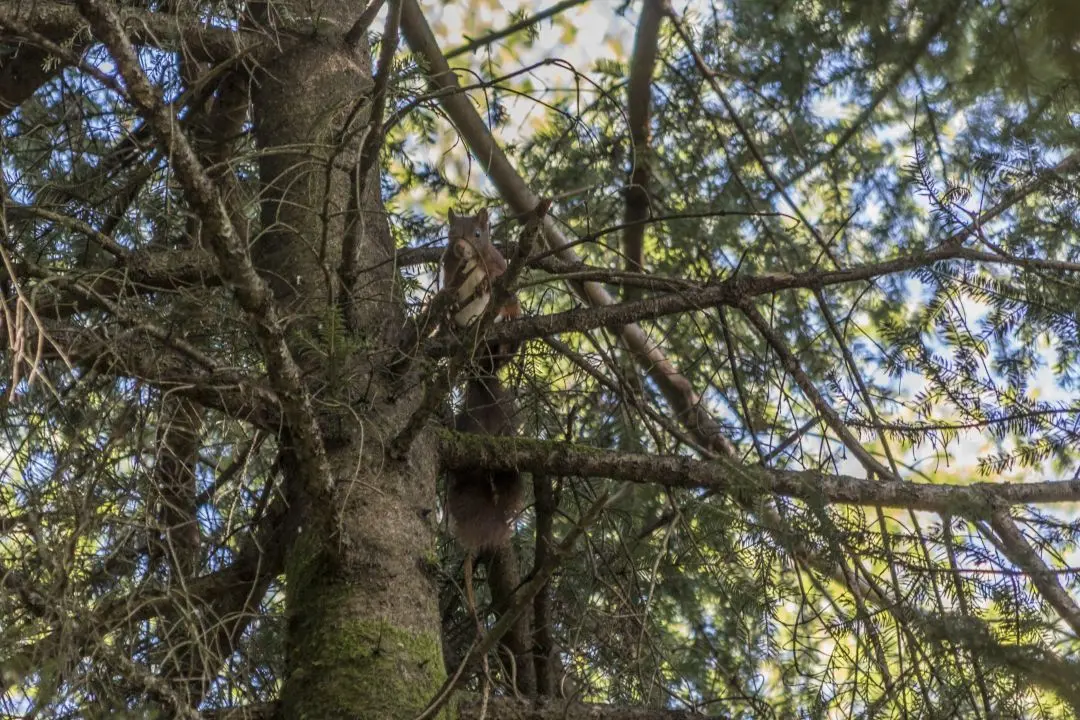 squirrel tree top Pierre-Percee lake