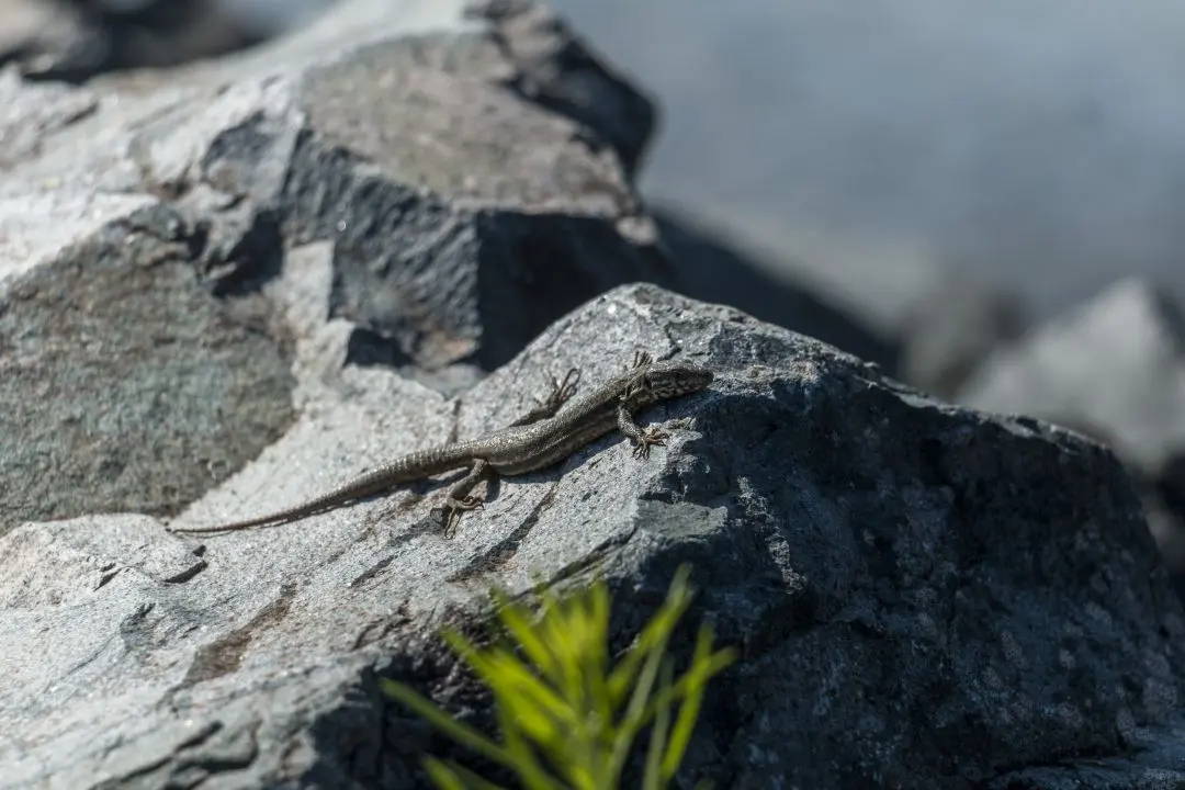 lizard rock dam lake of Pierre-Percee