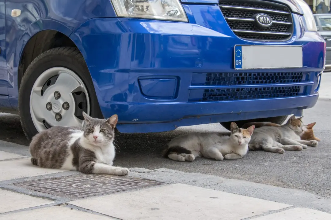 Cats under a car